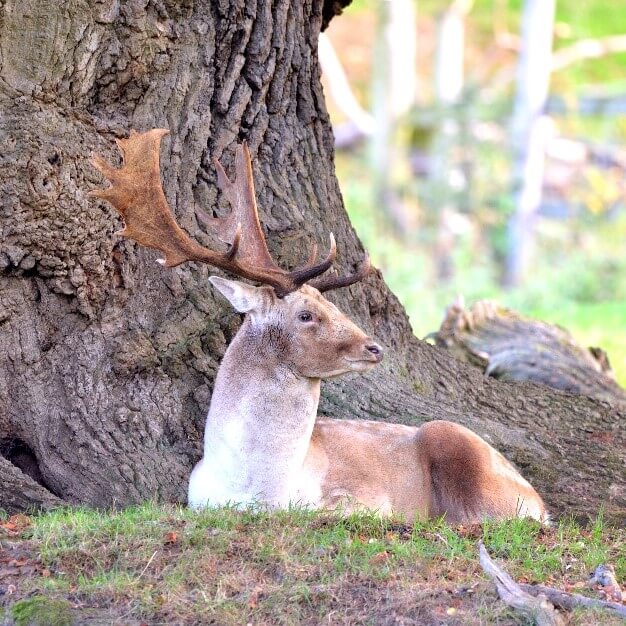 Red Deer At Chatsworth Estate